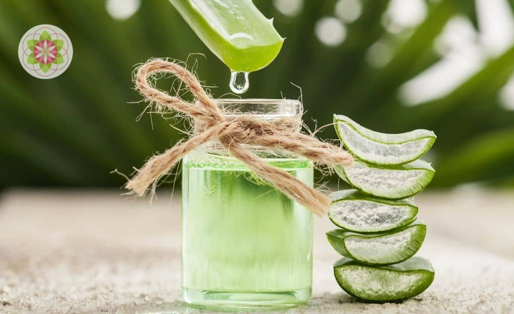 Sábila: El Potente Aliado Natural para Tu Salud y Cómo Usarla de 5 Formas 7 la-sabila