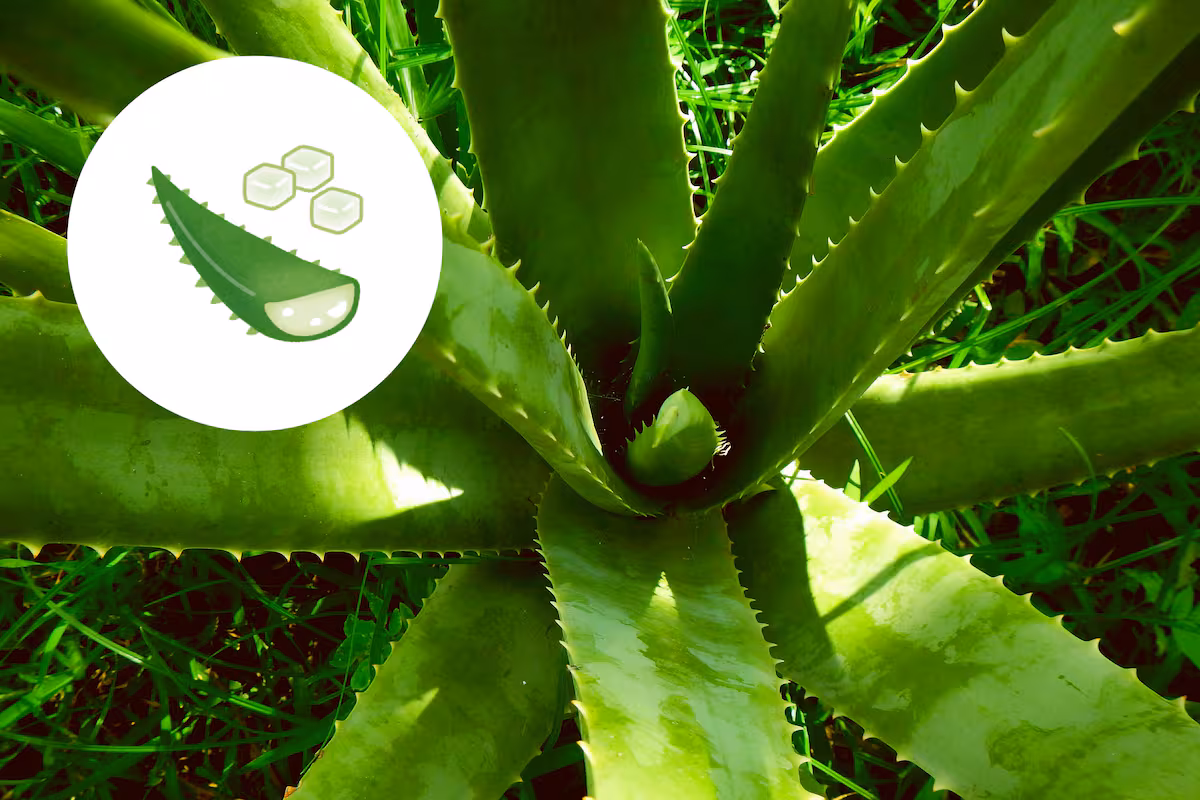 Sábila: El Potente Aliado Natural para Tu Salud y Cómo Usarla de 5 Formas 6 la-sabila