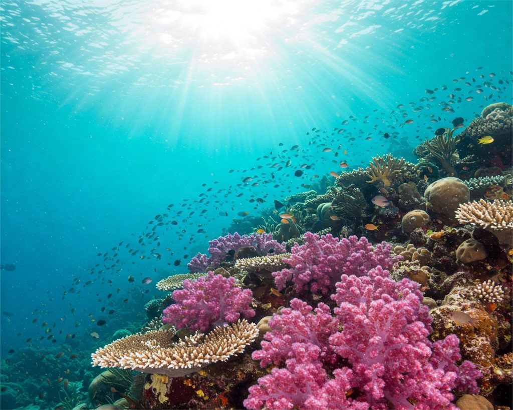 Sumérgete en un Mundo Mágico: Los 10 Destinos Más Espectaculares para Buceo en Cuba 6 buceo en Cuba