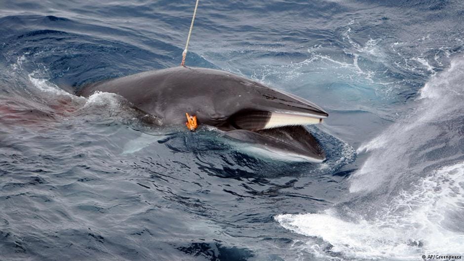 Descubren en Groenlandia una Ballena de Groenlandia Herida por un Arpón del Siglo XIX 6 ballena