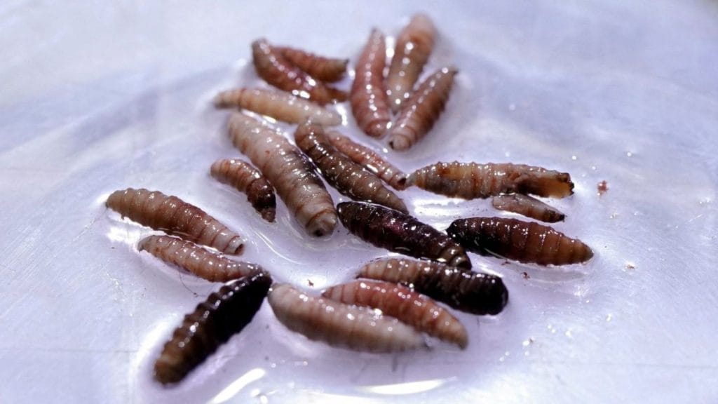 Gusano Barrenador: Alerta en EE. UU.: Se Confirma el Primer Caso Humano en Décadas 6 gusano