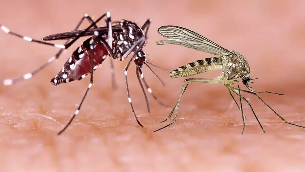 dengue