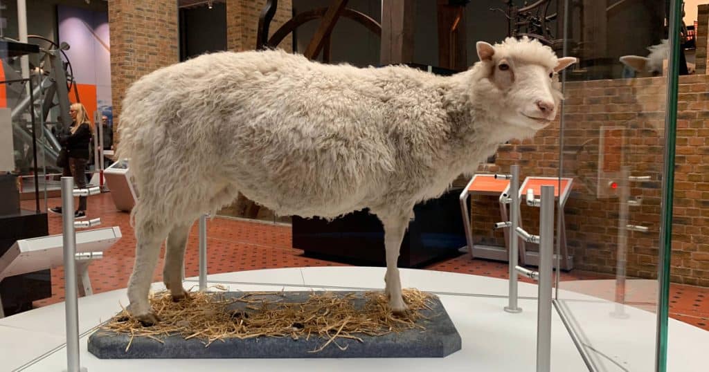 Dolly: La Oveja que Revolucionó la Ciencia de la Clonación 6 oveja dolly museo fb3aef8d 230912103755 1200x630